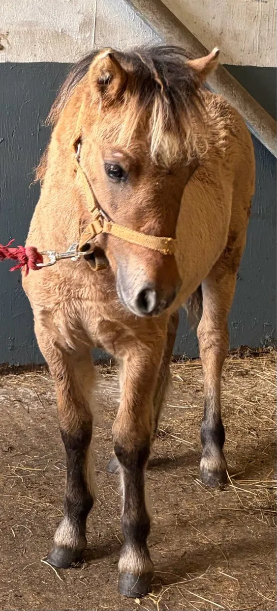 Small pony geldings - Image 4