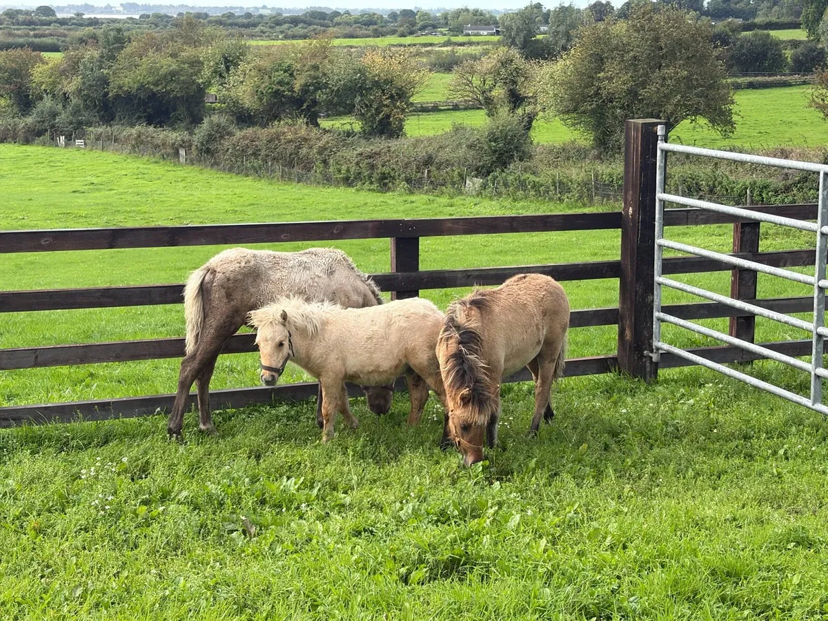 Small pony geldings - Image 2