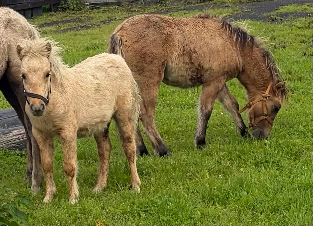 Small pony geldings - Image 1
