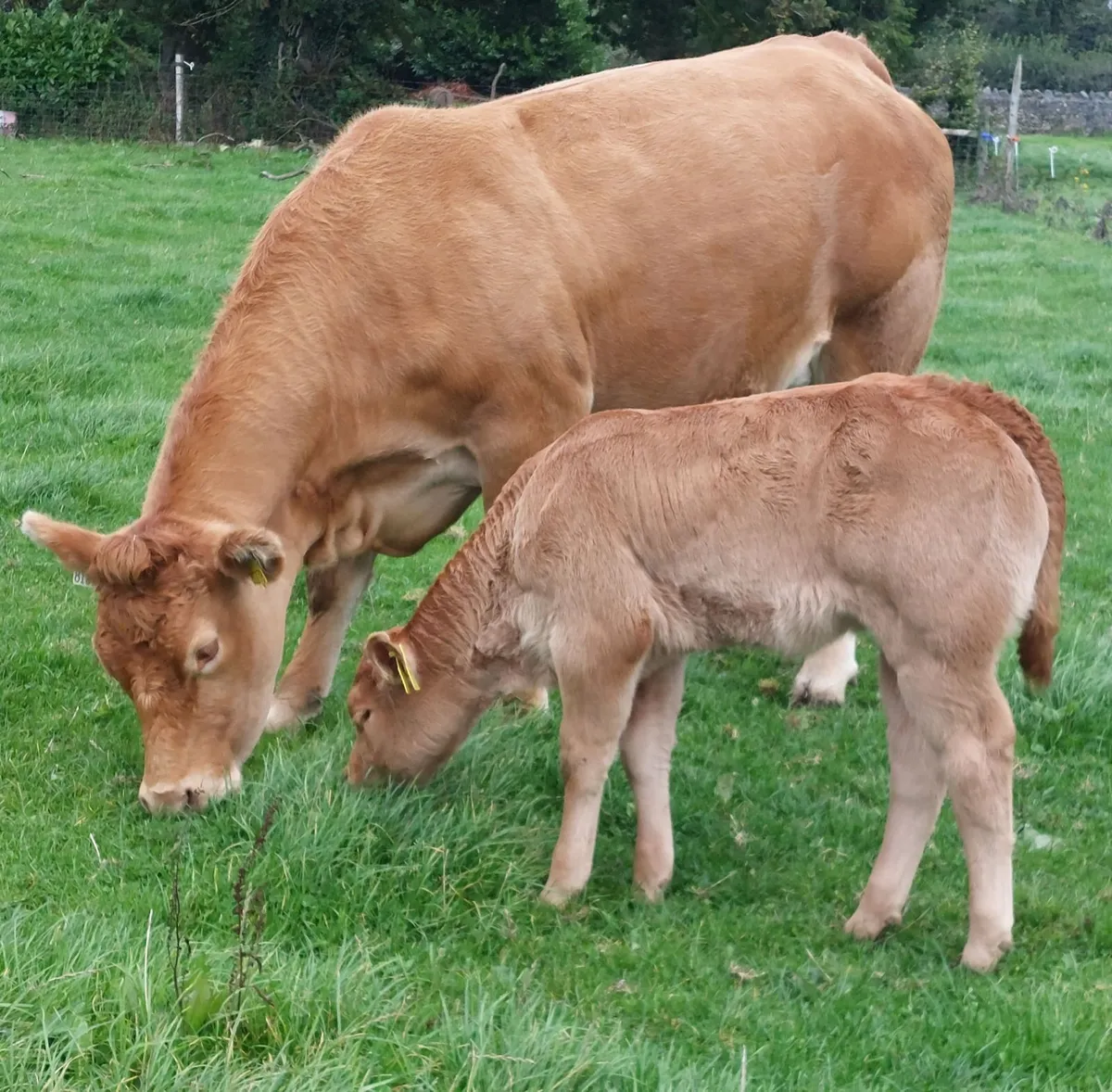 PB reg lm heifer and heifer calf - Image 1