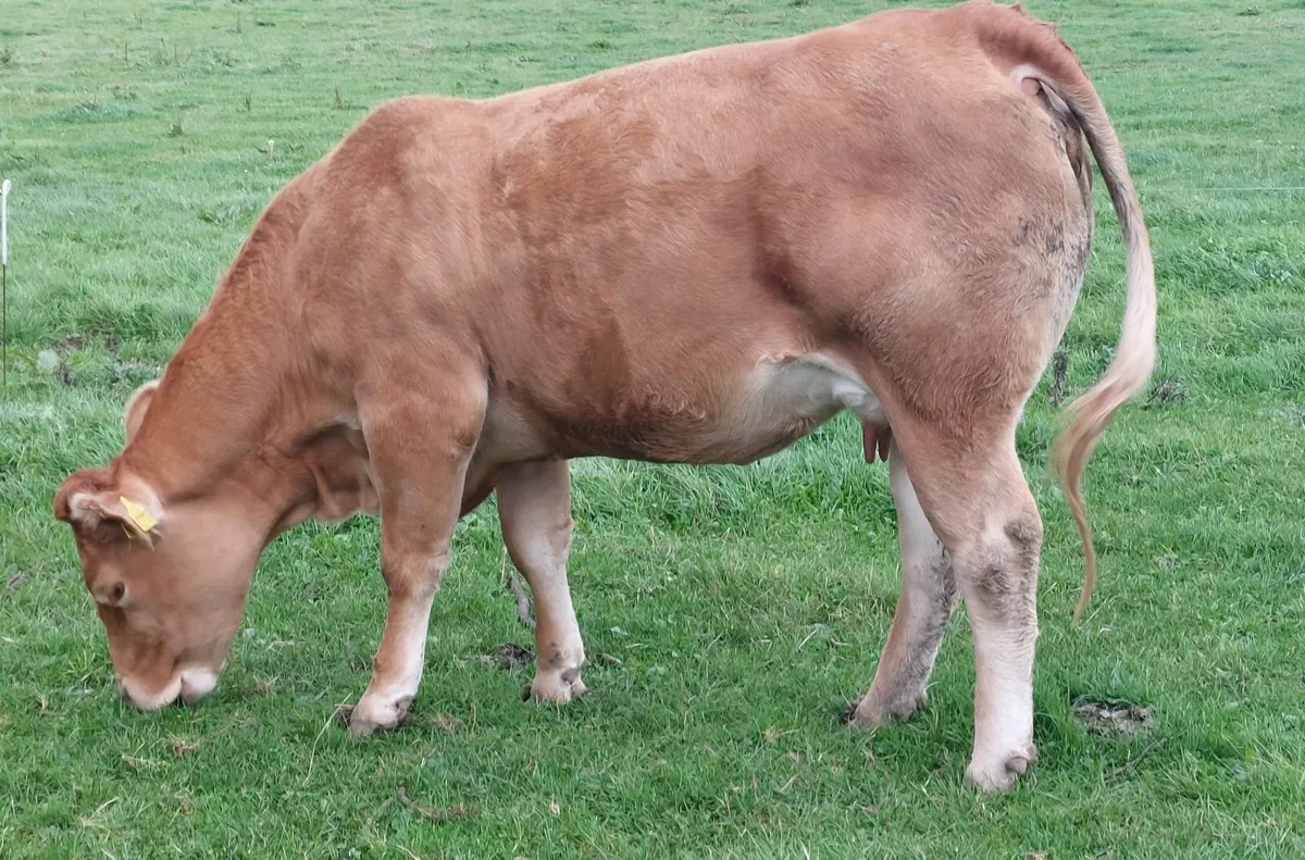 PB reg lm heifer and heifer calf - Image 3