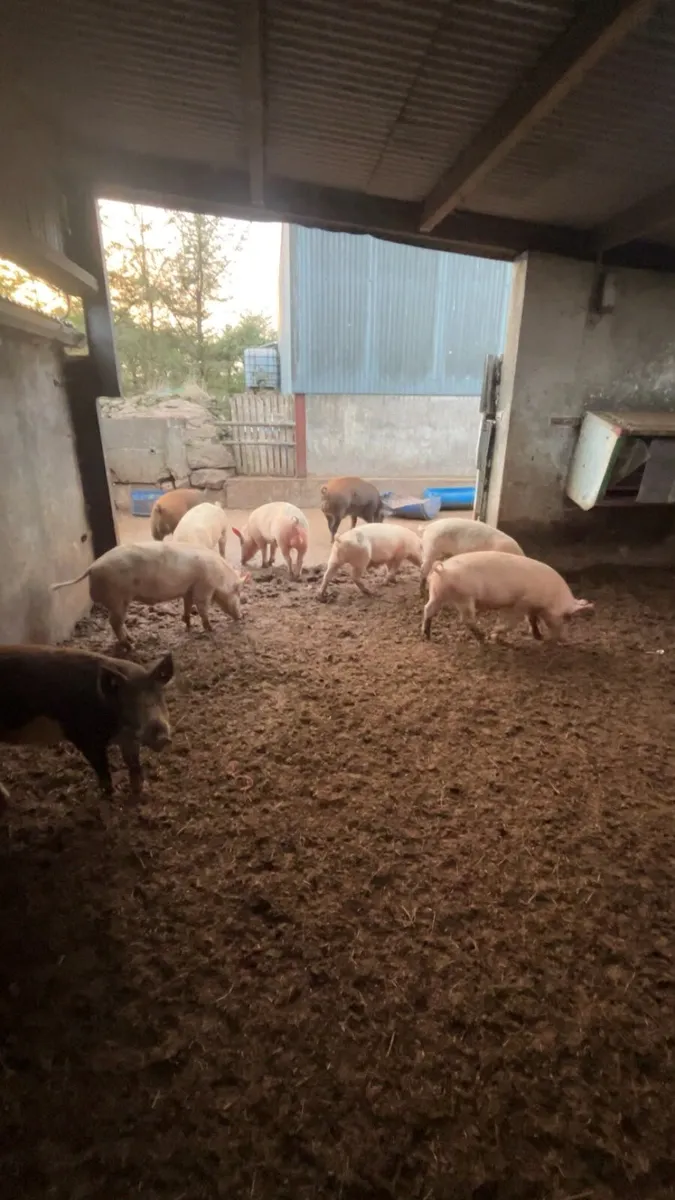9 pigs for sale - Image 1
