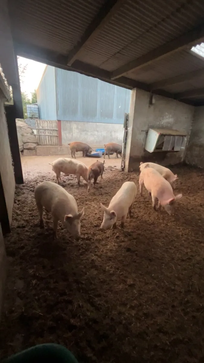 9 pigs for sale - Image 2