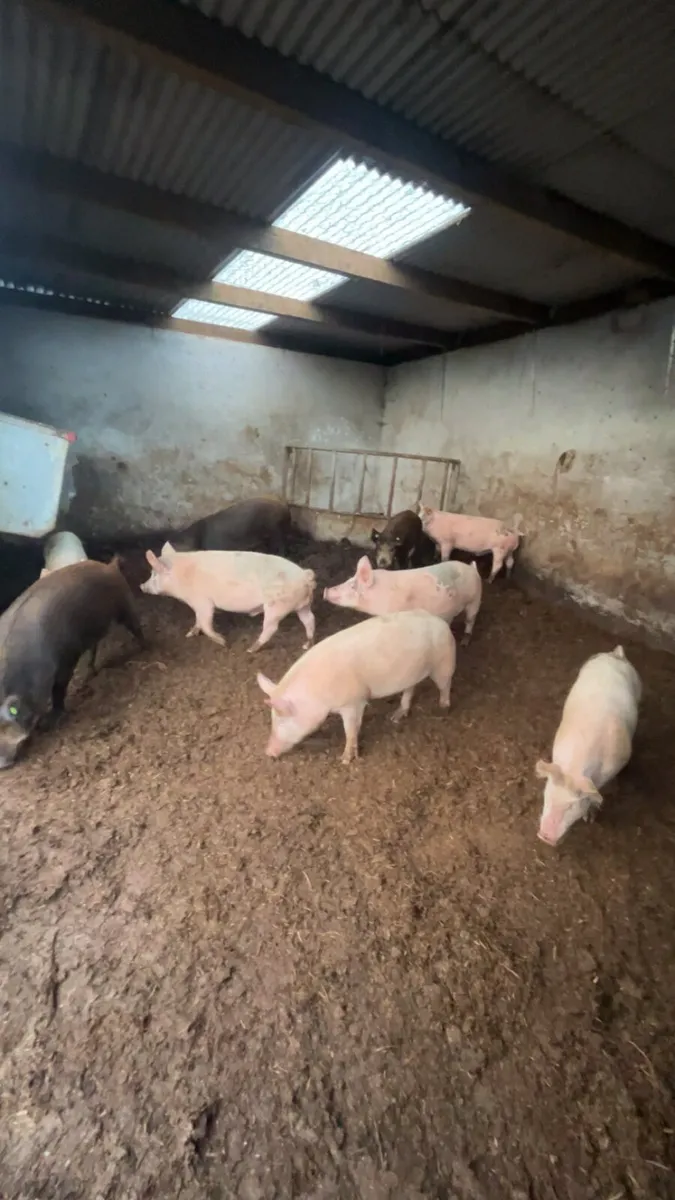 9 pigs for sale - Image 3