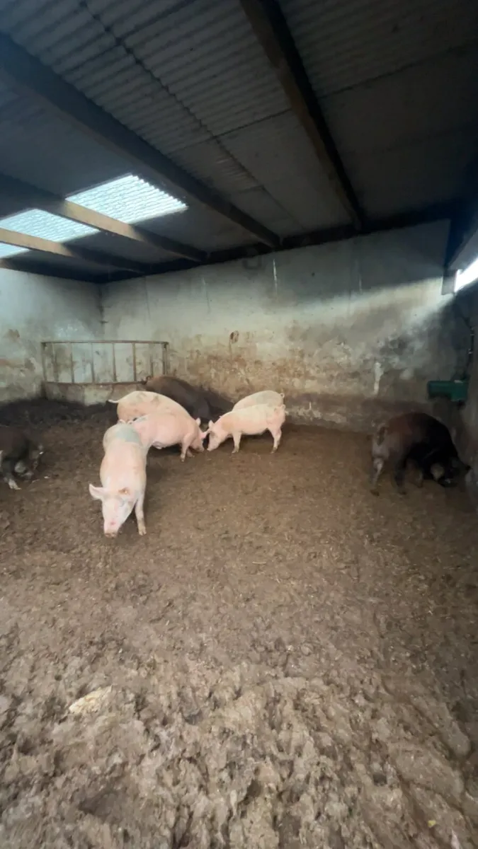 9 pigs for sale - Image 4