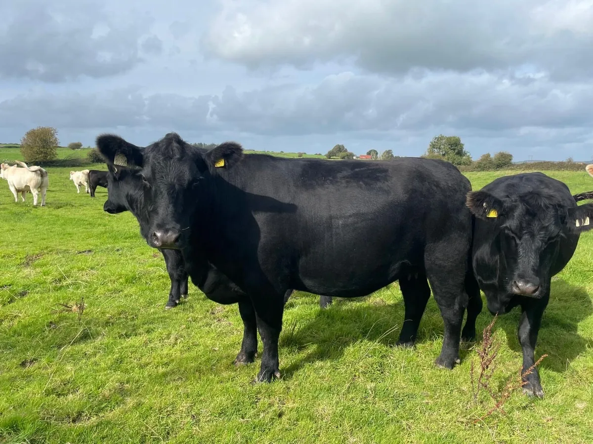 Purebred Angus In-calf Heifers - Image 1