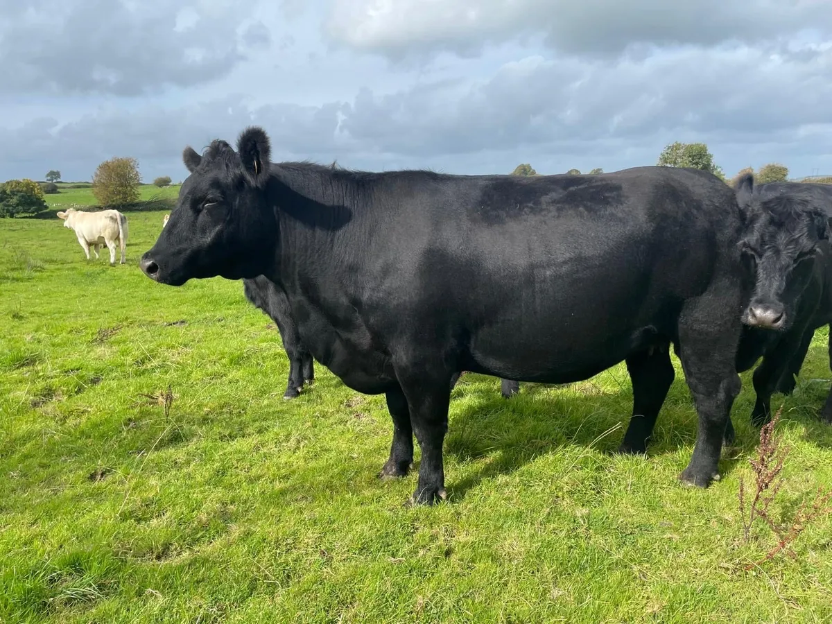 Purebred Angus In-calf Heifers - Image 2