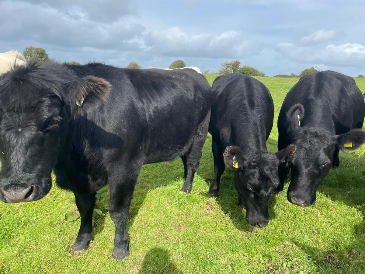 Purebred Angus In-calf Heifers - Image 3
