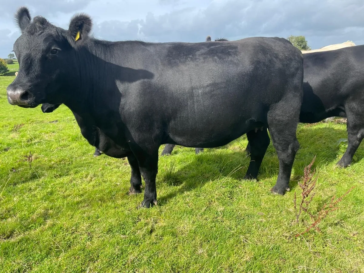 Purebred Angus In-calf Heifers - Image 4