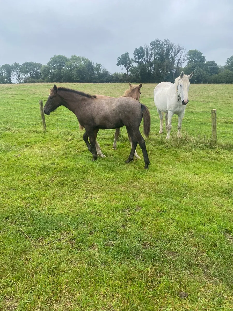 2 foals - Image 1