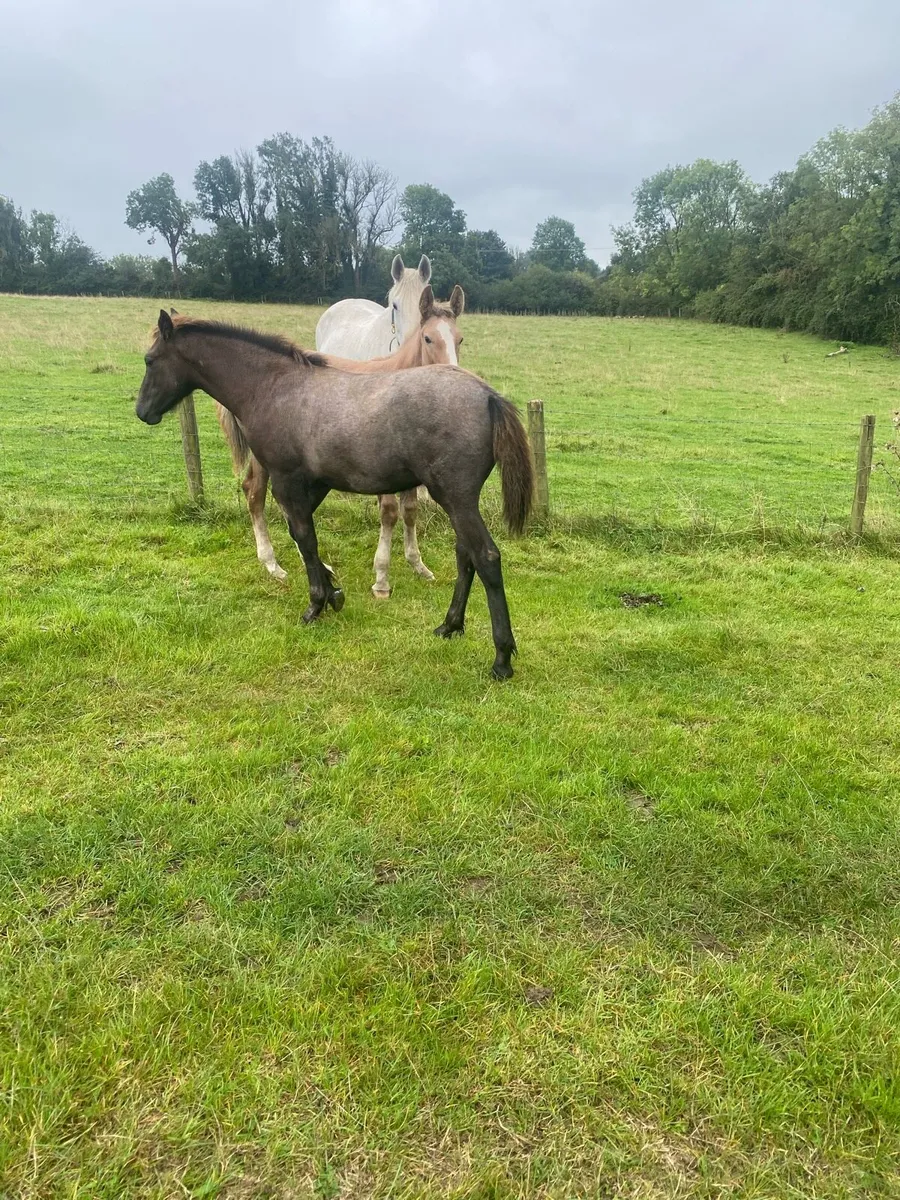 2 foals - Image 2