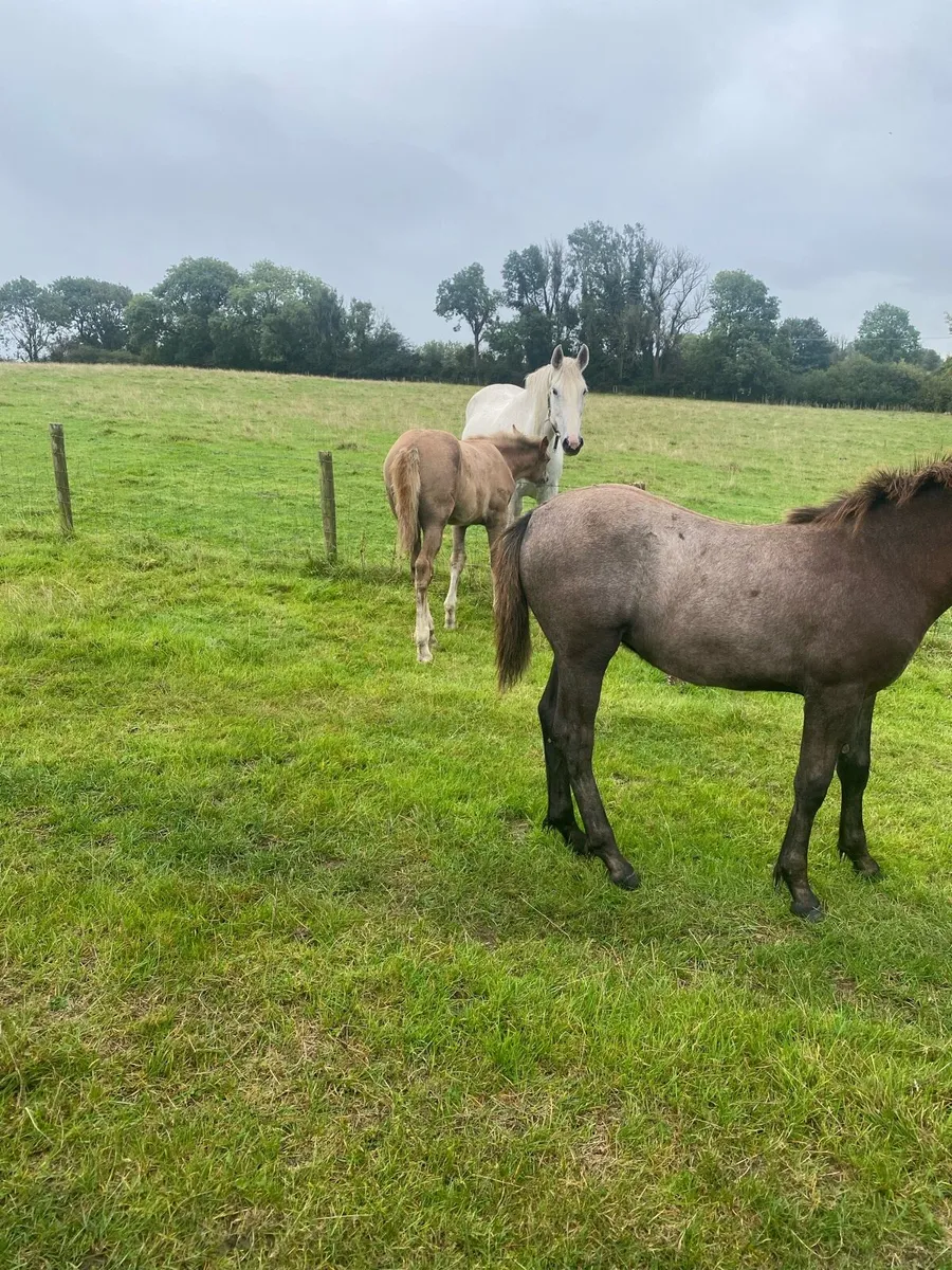 2 foals - Image 3