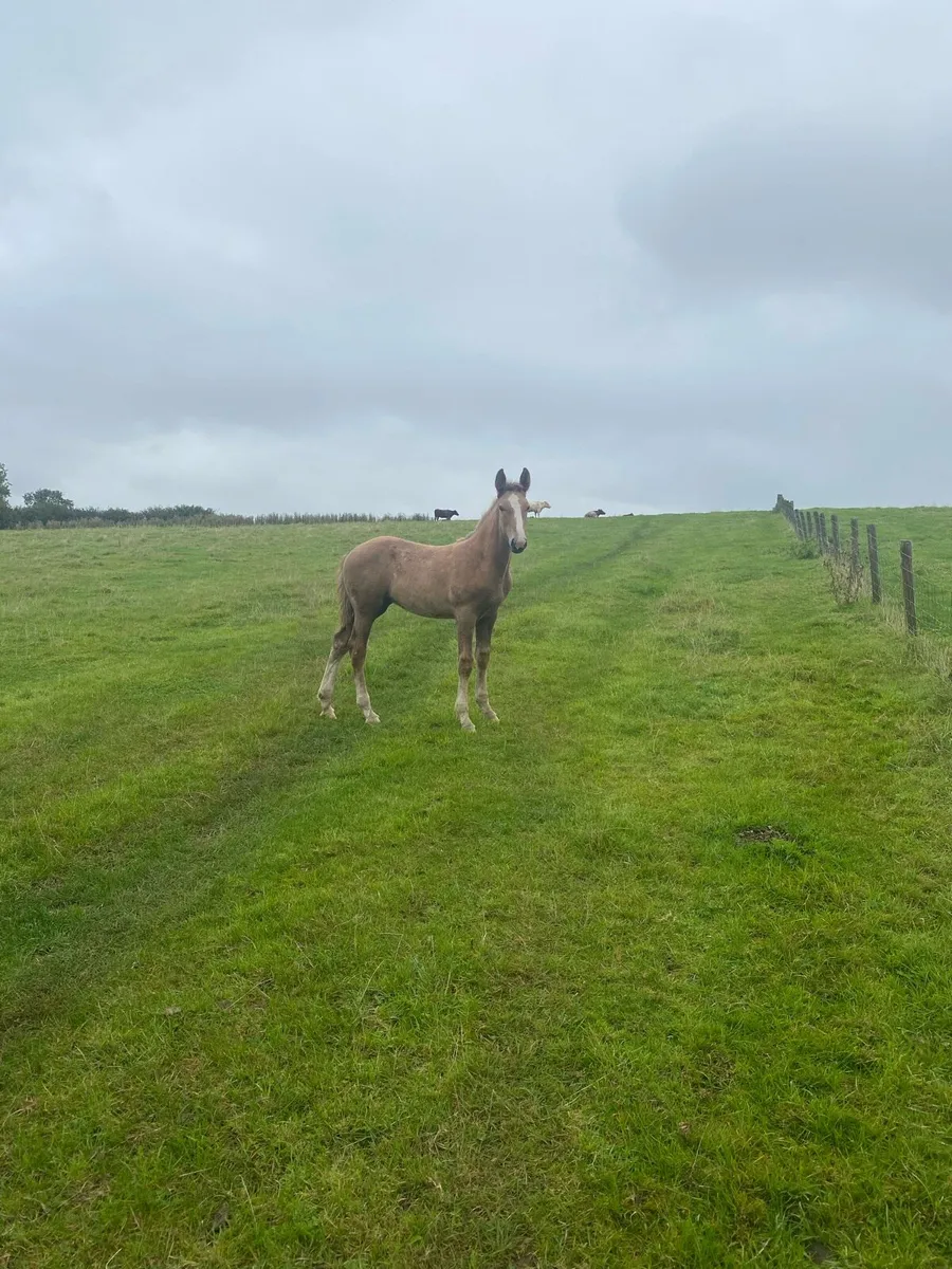 2 foals - Image 4