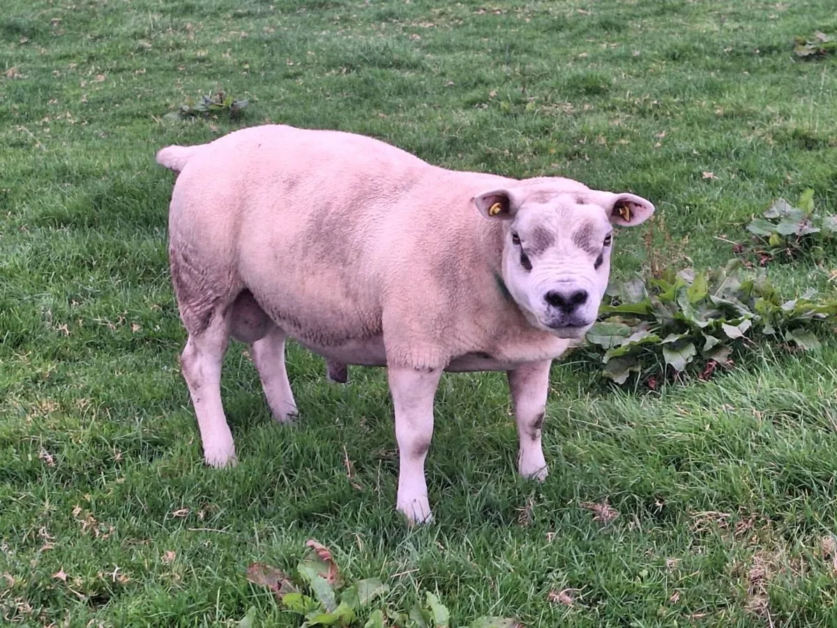 Ram - Image 1