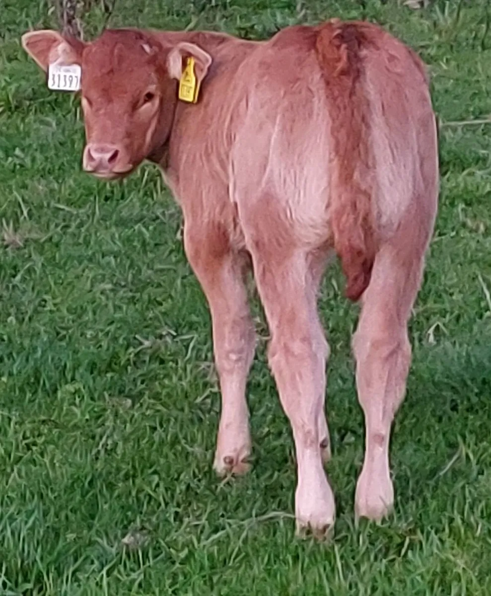 PB reg lm heifer and heifer calf - Image 2