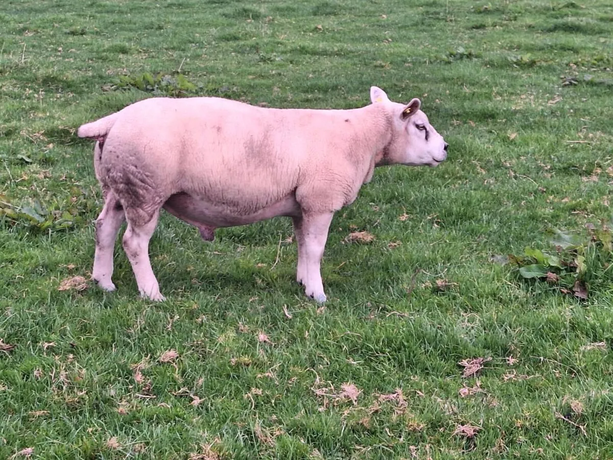 Ram - Image 2
