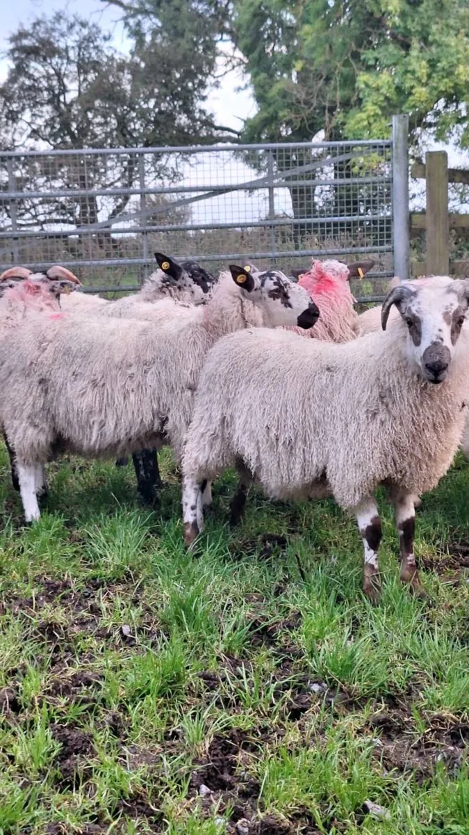 Mule Ram Lambs - Image 4