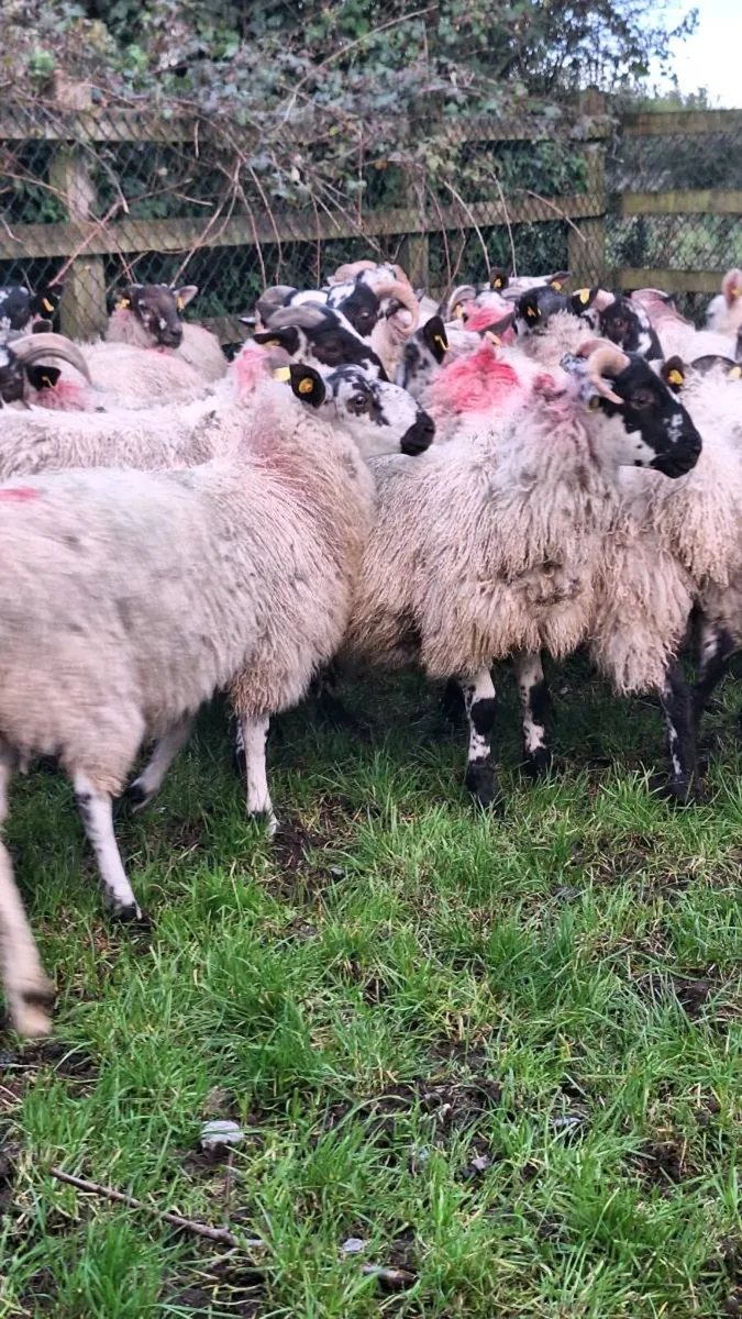 Mule Ram Lambs - Image 2