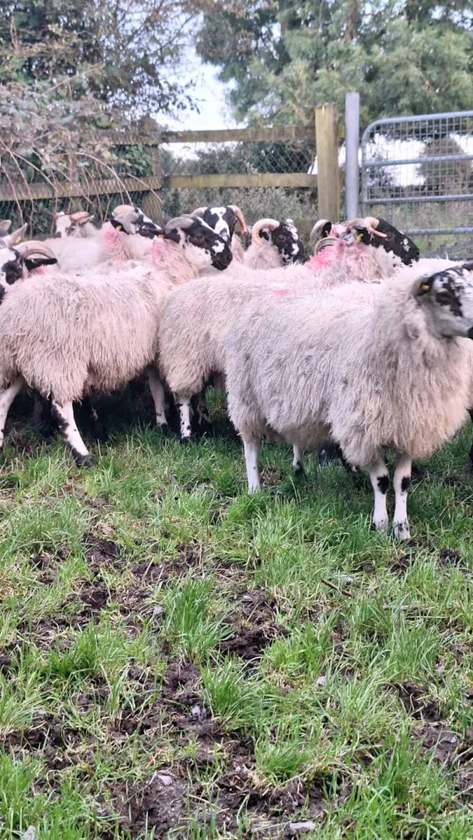 Mule Ram Lambs - Image 3
