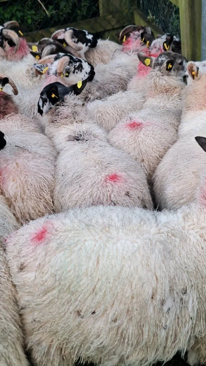 Mule Ram Lambs - Image 1