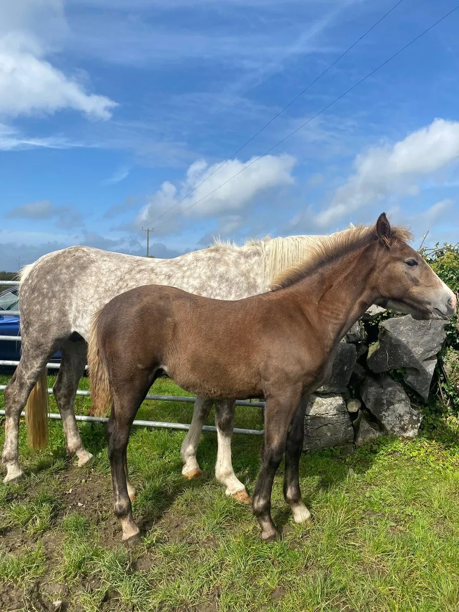 Irish Draught Filly Foal - Image 1