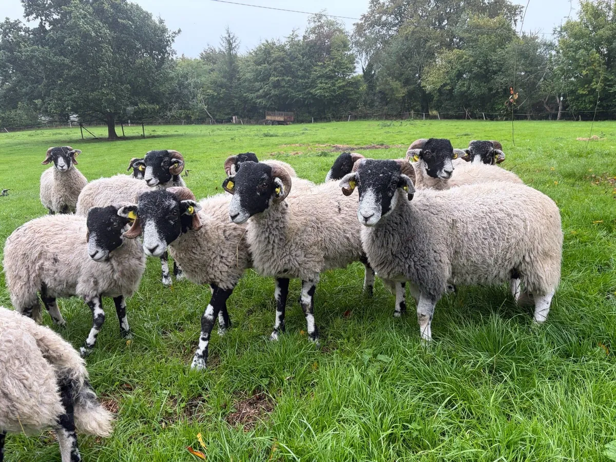 Swaledale Rams - Image 4