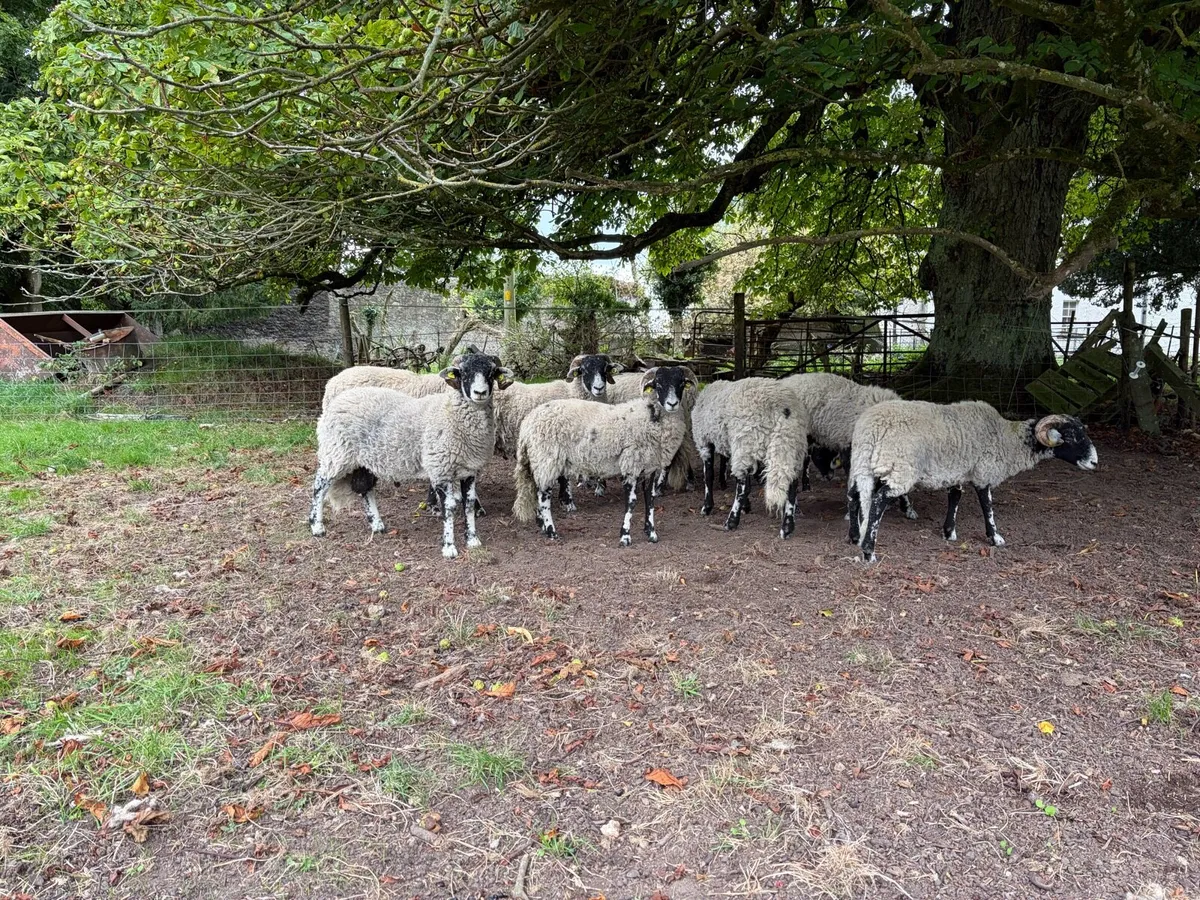 Swaledale Rams lambs - Image 2