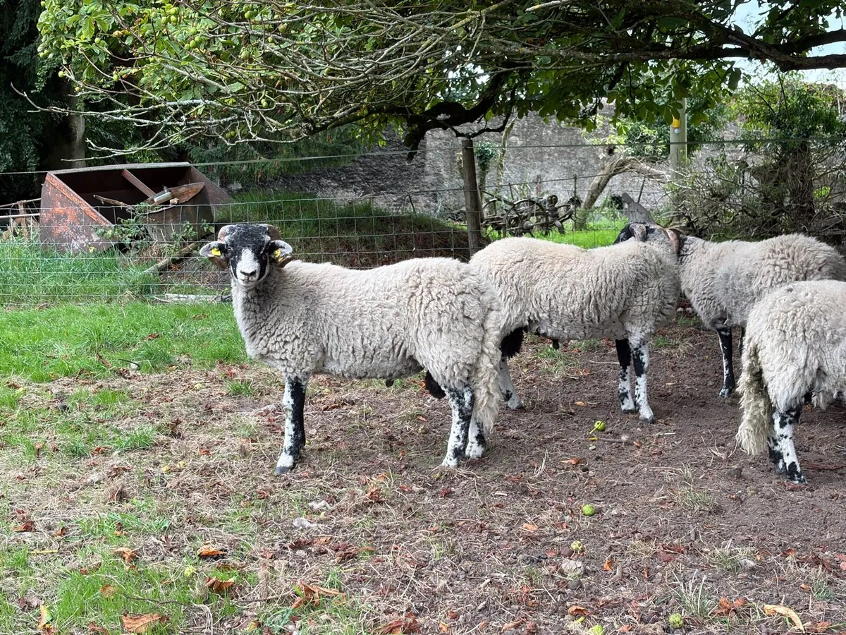 Swaledale Rams lambs - Image 3