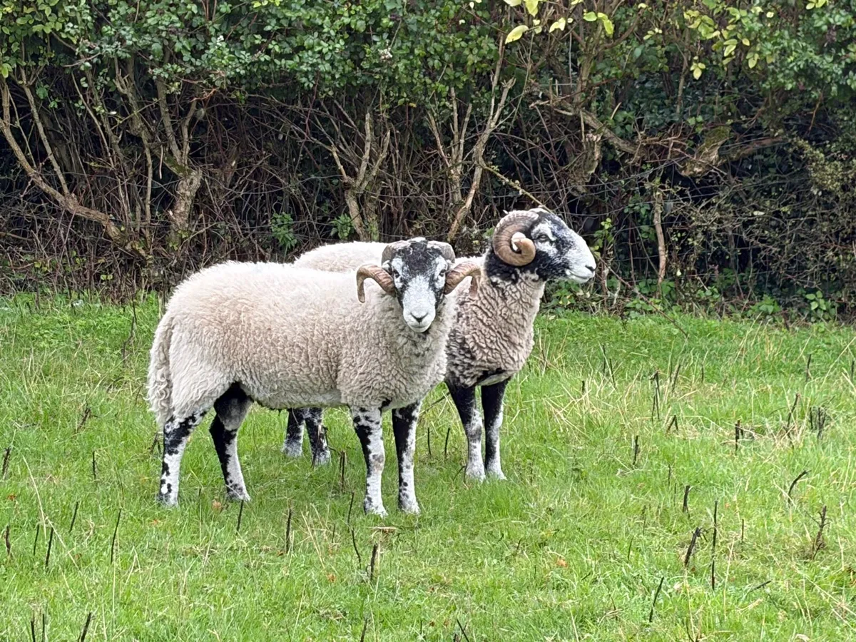 Swaledale Rams - Image 2