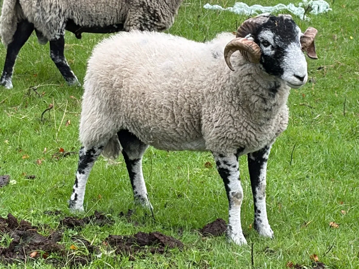 Swaledale Rams - Image 3