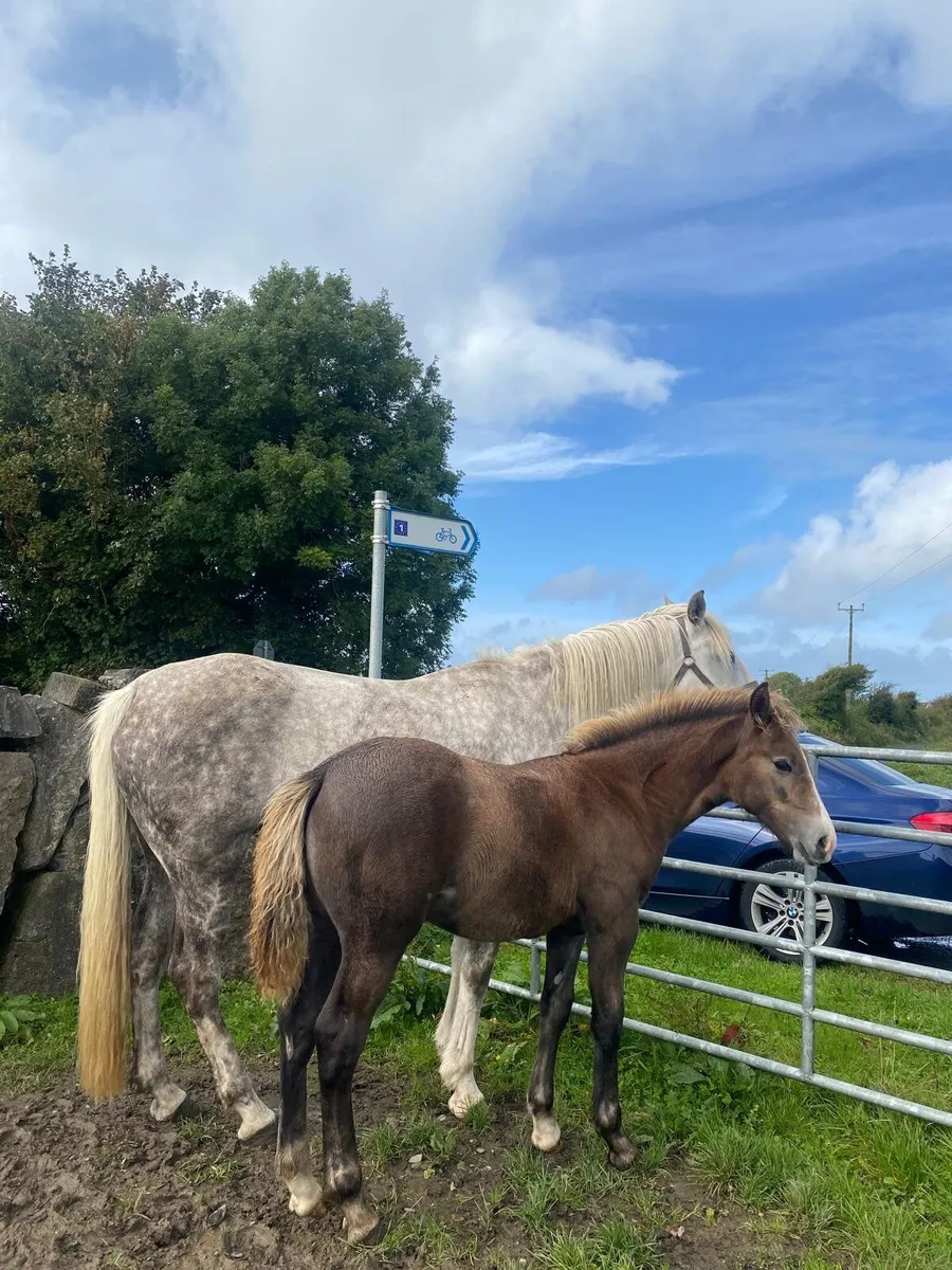 Irish Draught Filly Foal - Image 2