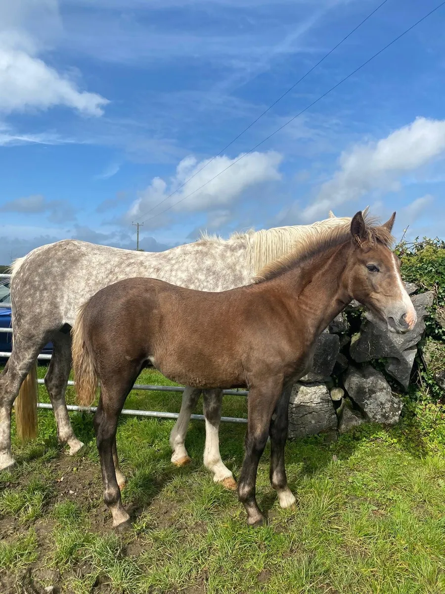 Irish Draught Filly Foal - Image 3