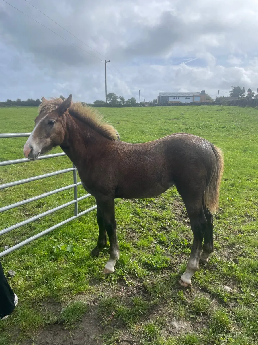Irish Draught Filly Foal - Image 4