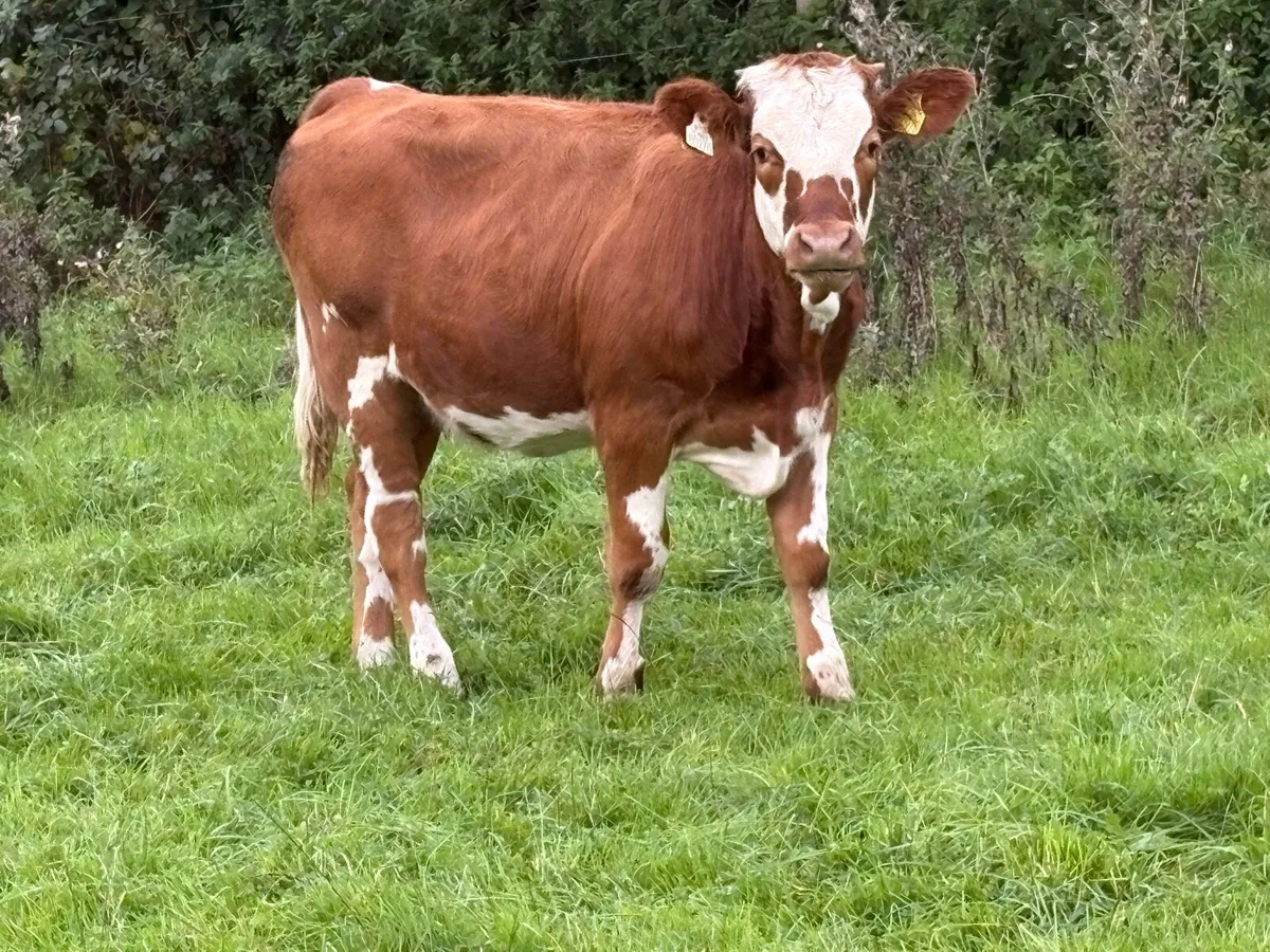 Simmental heifer weaning - Image 2
