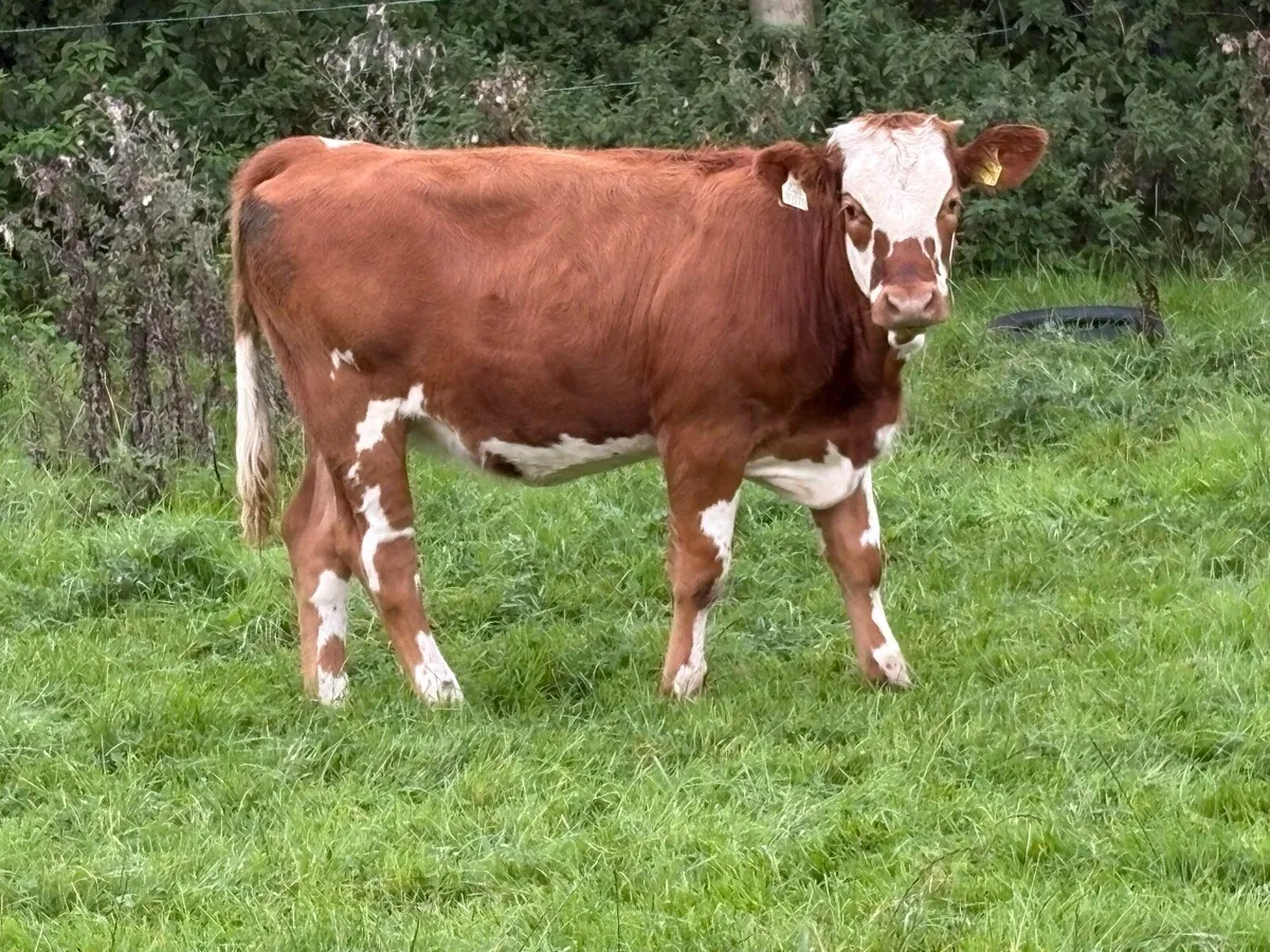 Simmental heifer weaning - Image 3