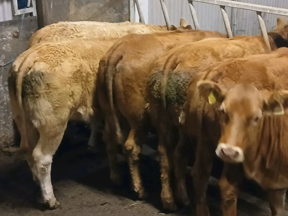 7 smashing  U Grade LMX Heifers for sale. - Image 3