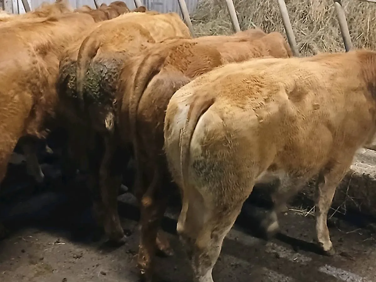 7 smashing  U Grade LMX Heifers for sale. - Image 4