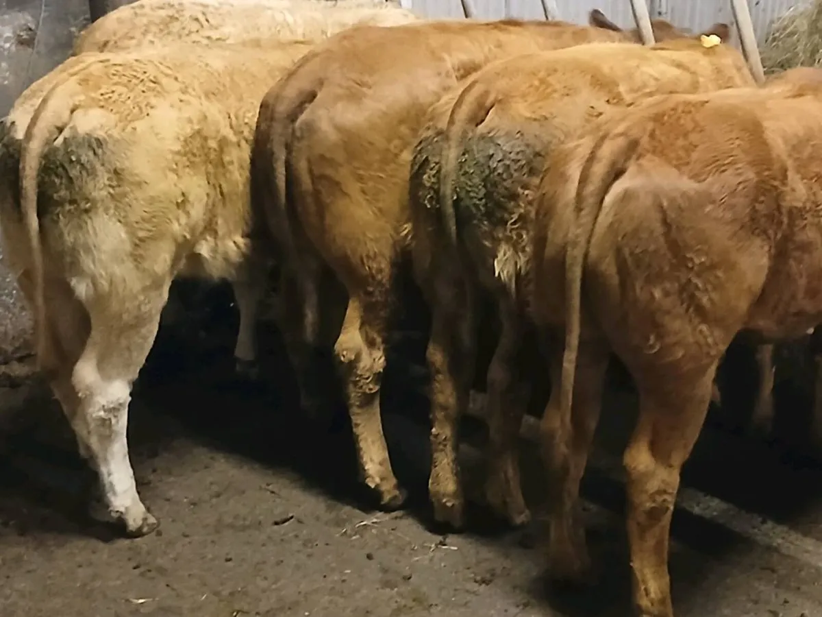 7 smashing  U Grade LMX Heifers for sale. - Image 1