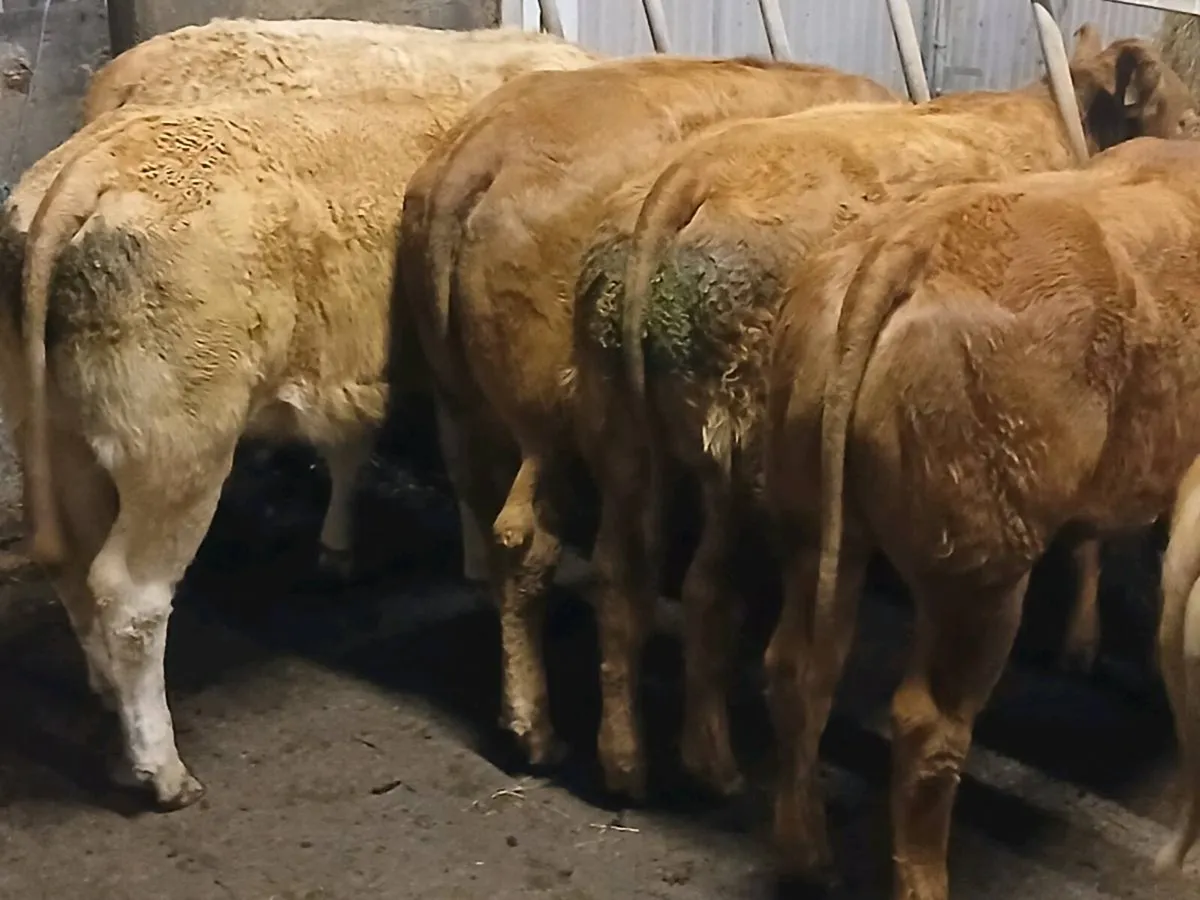 7 smashing  U Grade LMX Heifers for sale. - Image 2