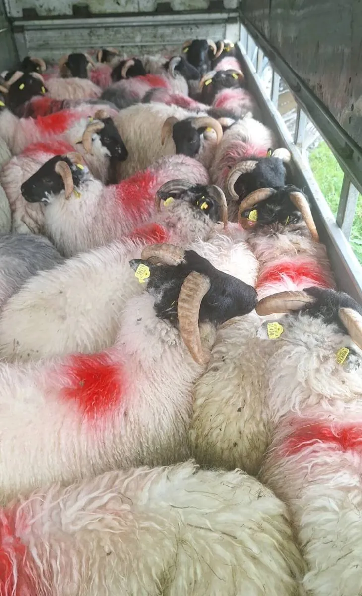 Horned Ram Lambs - Image 1