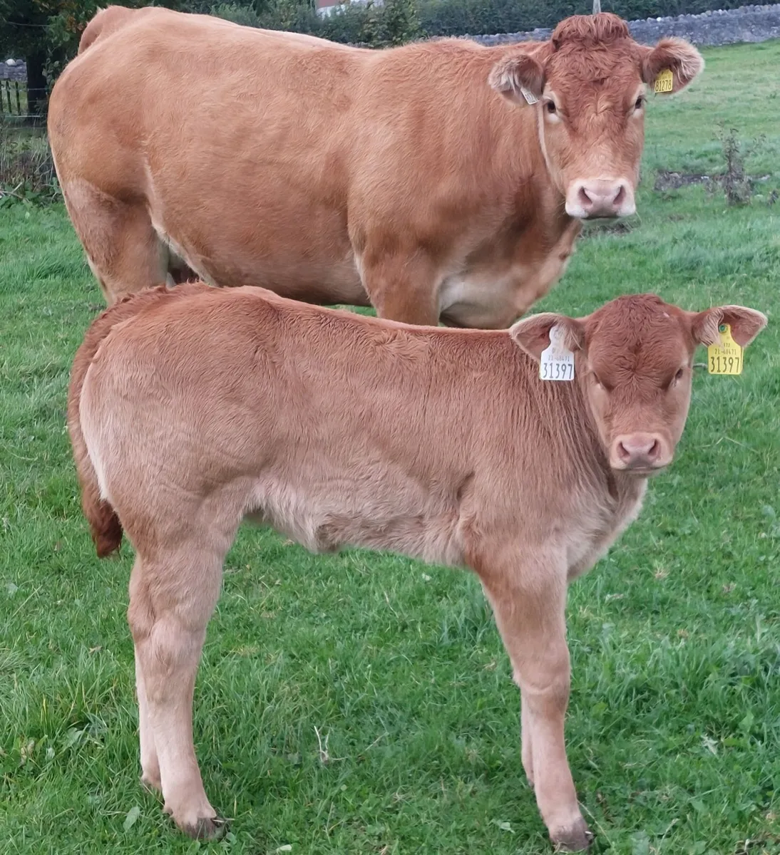 PB reg lm heifer and heifer calf - Image 4