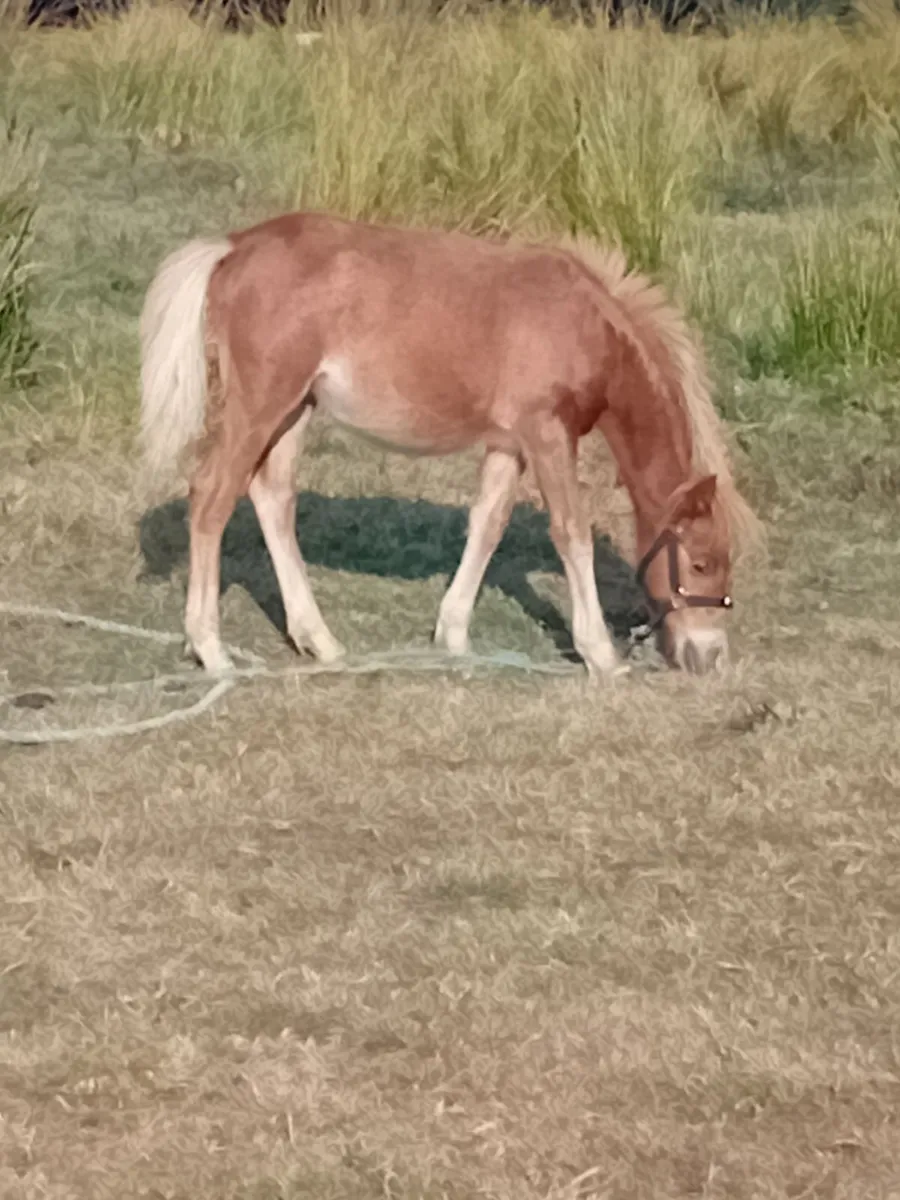 Shetland filly - Image 2