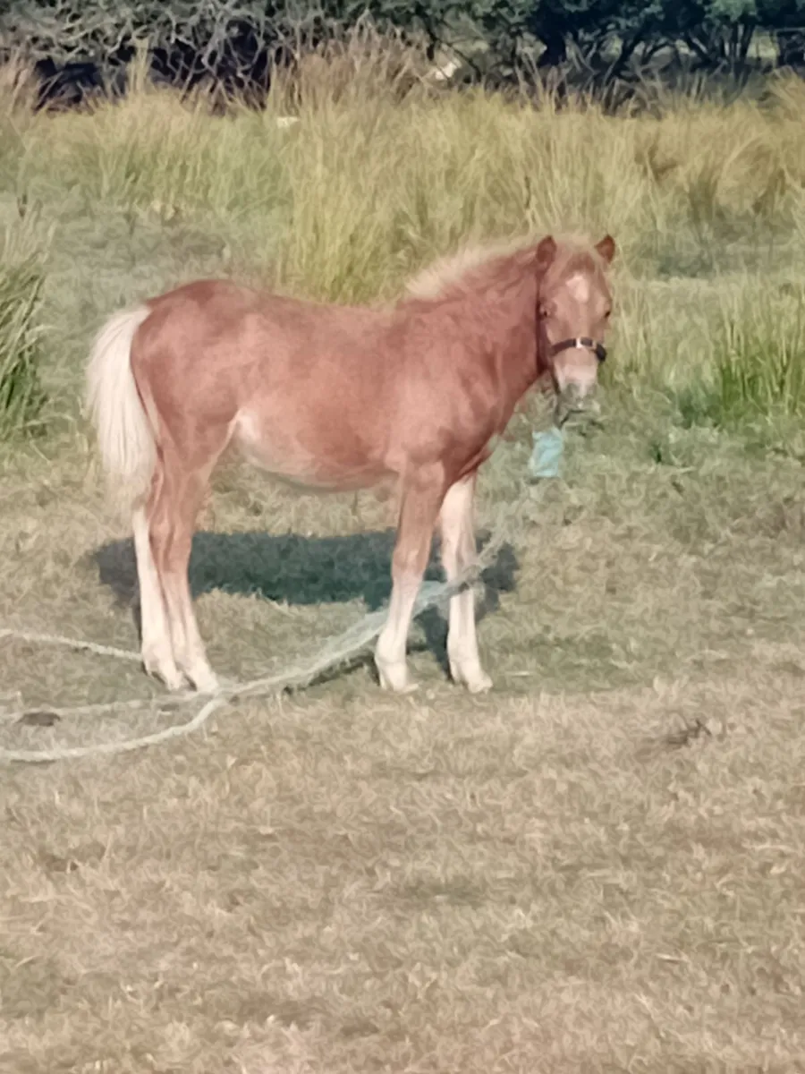 Shetland filly - Image 1