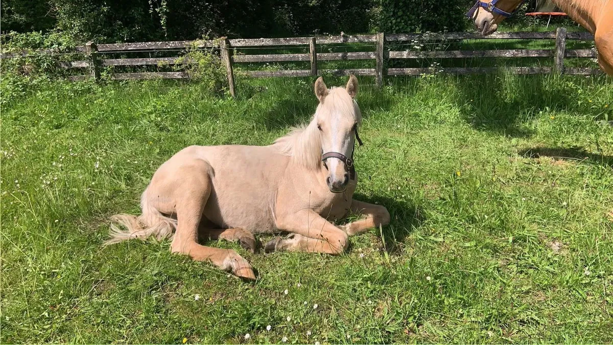4 year old Connemara filly - Image 4