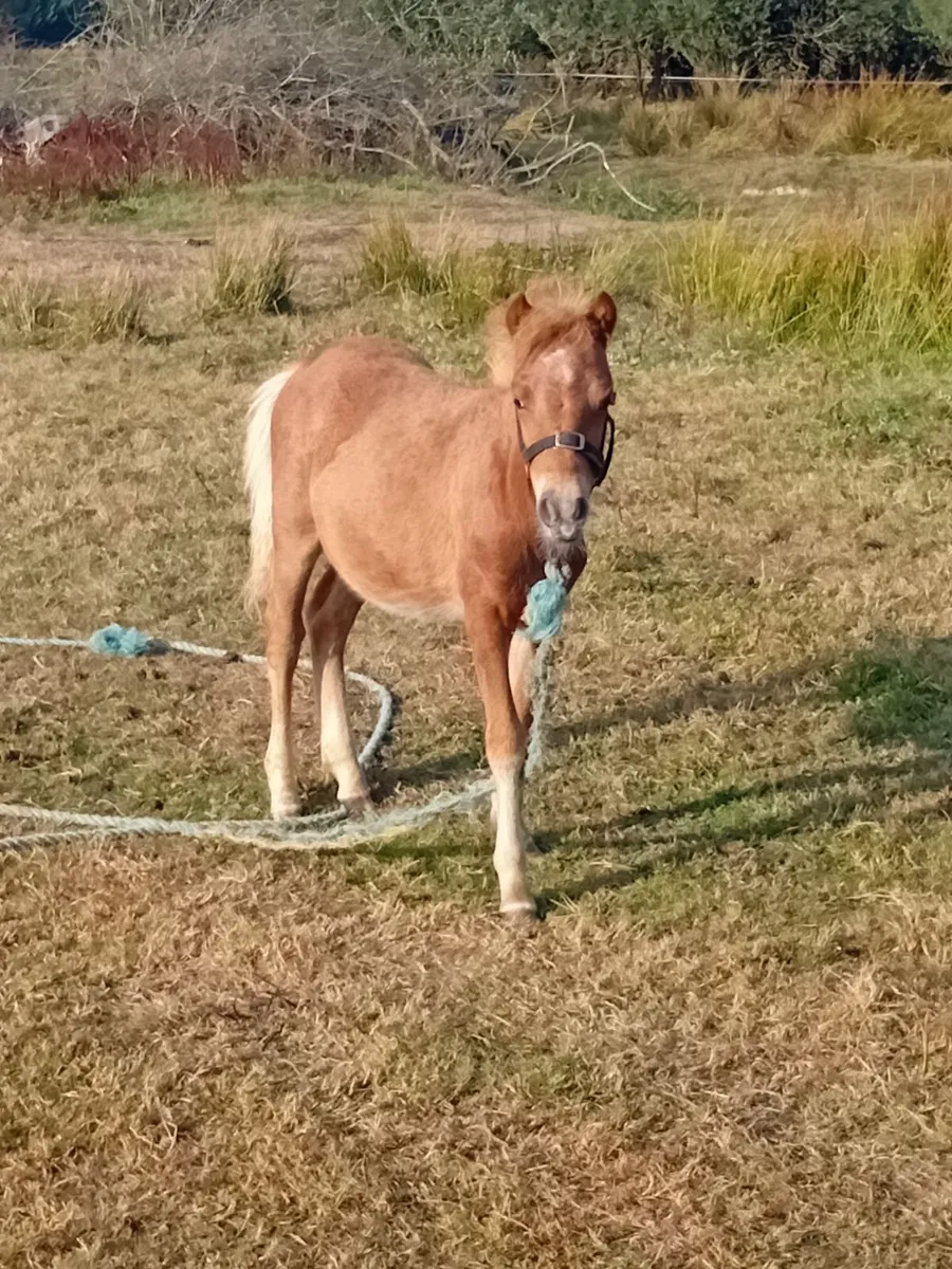 Shetland filly - Image 3