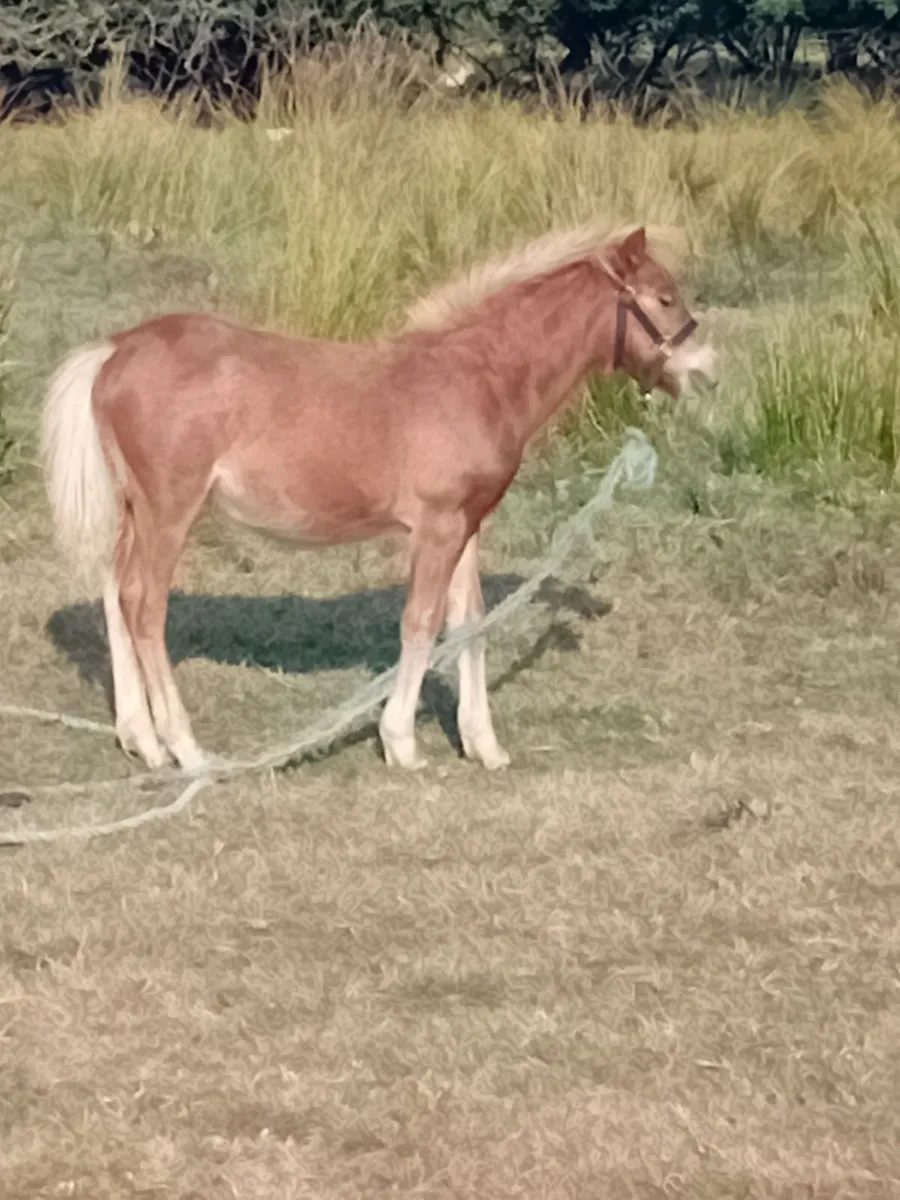 Shetland filly - Image 4