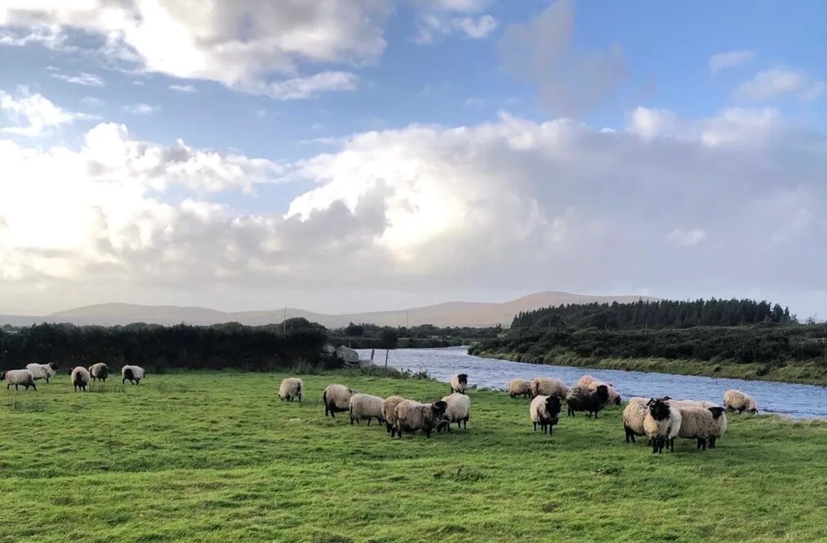 Mayo Blackface Mountain Ram Lambs - Image 2