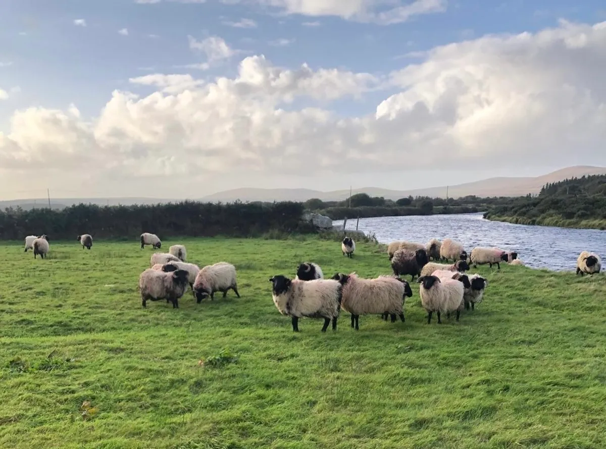 Mayo Blackface Mountain Ram Lambs - Image 3