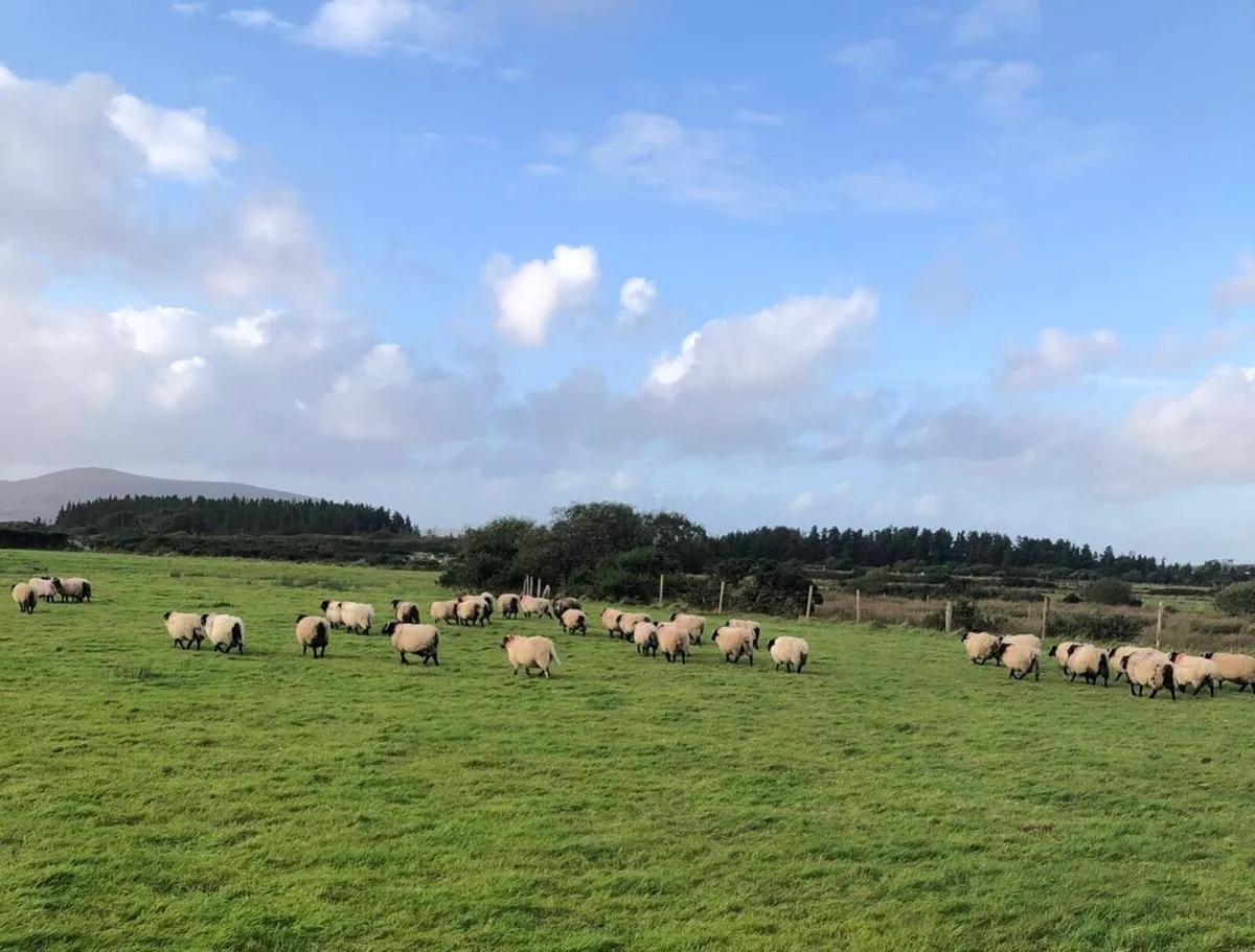 Mayo Blackface Mountain Ram Lambs - Image 4