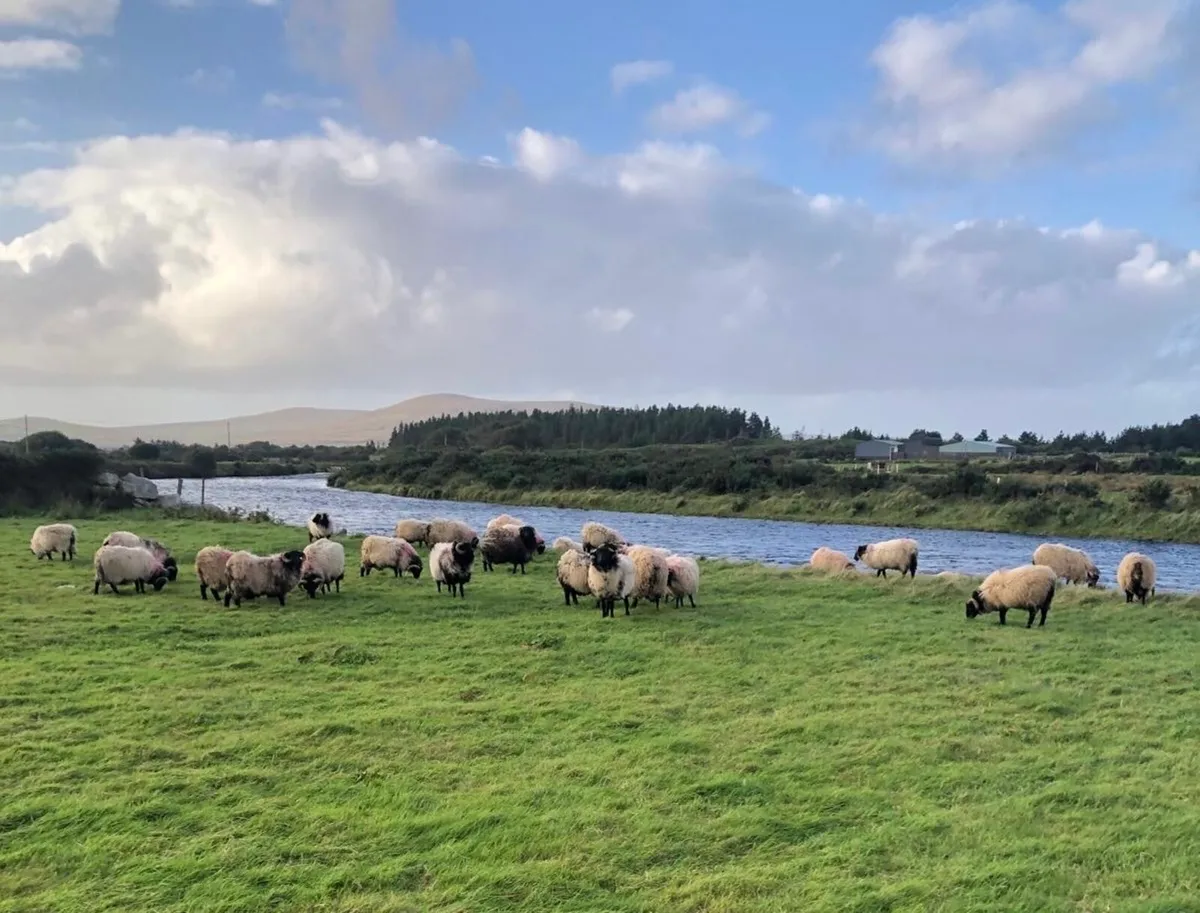 Mayo Blackface Mountain Ram Lambs - Image 1